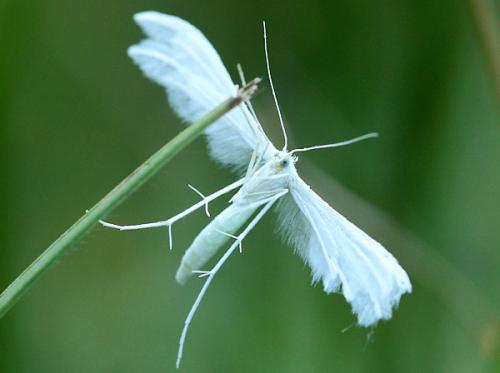Réf. 155 378 : Pterophorus pentadactyla