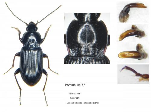 Réf. 155 898 : Pterostichus vernalis