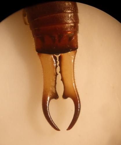 Guanchia pubescens