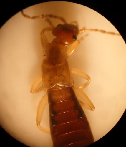 Guanchia pubescens