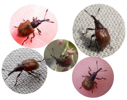 Tatianaerhynchites aequatus