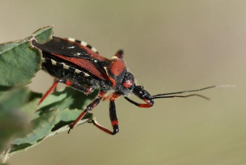 Réf. 155 127 : Rhynocoris sp.