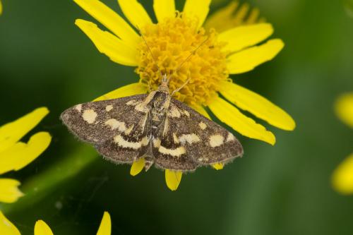 Réf. 155 327 : Pyrausta purpuralis