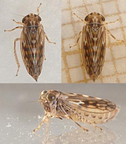 Réf. 155 552 : Agallia consobrina