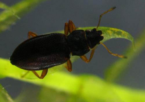 Réf. 155 038 : Hydraena rufipennis