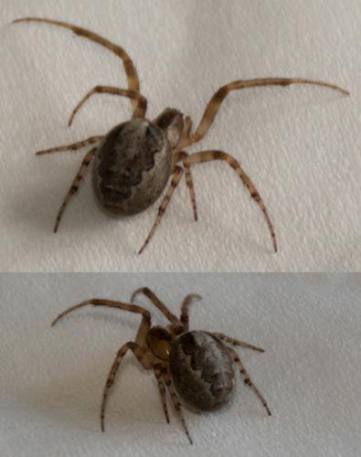 Zygiella x-notata