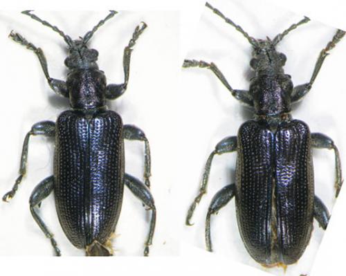 Réf. 155 853 : Plateumaris sp.