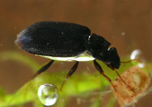 Hydraena carbonaria