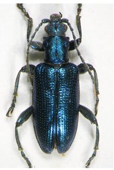 Réf. 155 857 : Plateumaris sericea