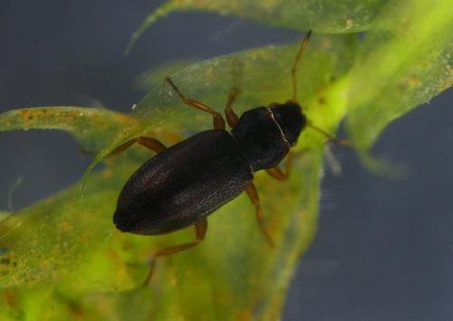 Réf. 155 039 : Hydraena rufipennis