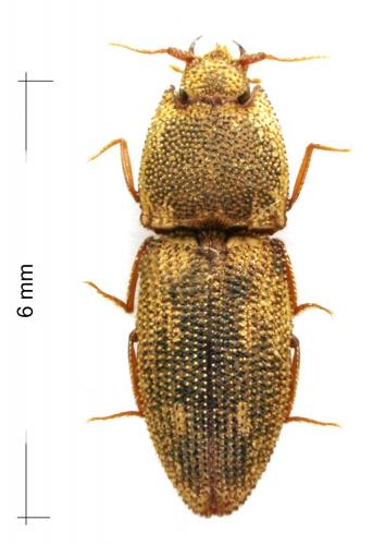 Meristhus lepidotus