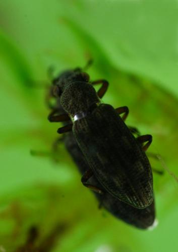 Réf. 155 080 : Hydrochus smaragdineus
