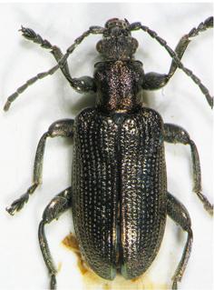 Plateumaris discolor