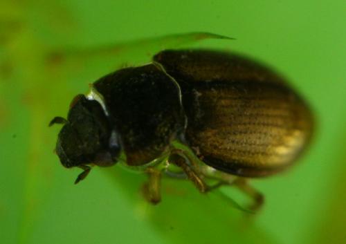 Ochthebius aeneus