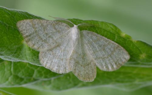 Réf. 155 559 : Cabera exanthemata