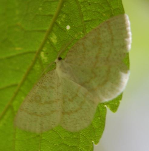 Cabera exanthemata