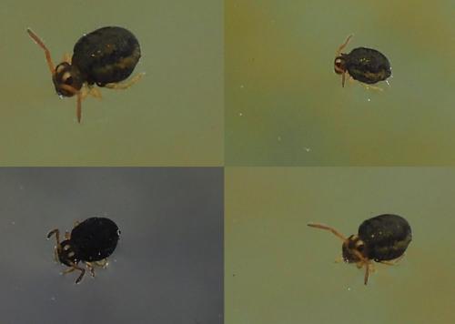 Sminthurinus elegans