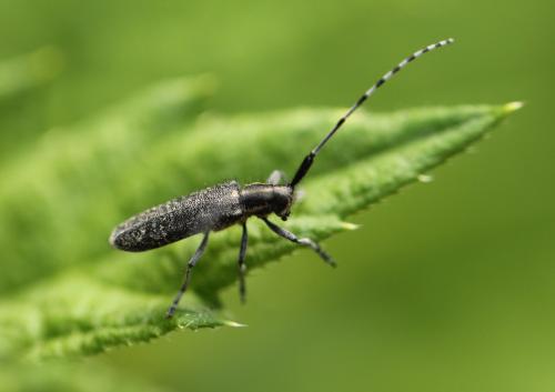 Agapanthia villosoviridescens