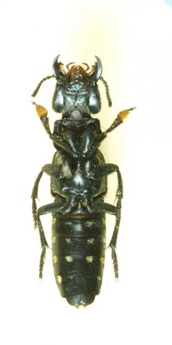 Réf. 155 930 : Platydracus sp.