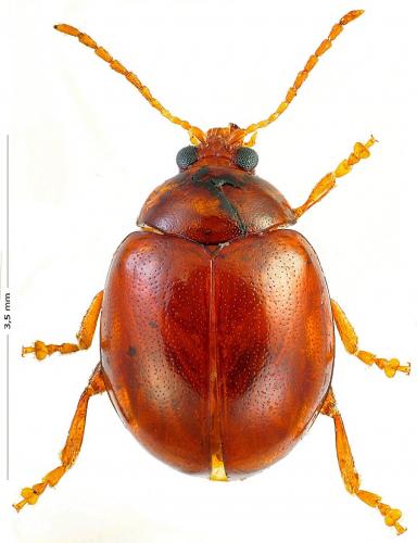 Réf. 155 931 : Sphaeroderma testaceum