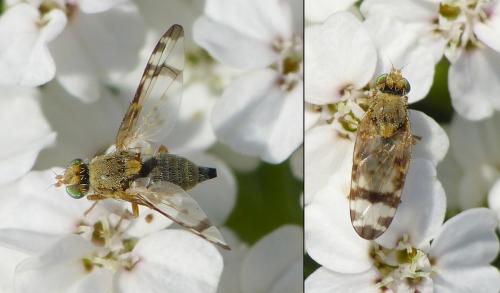 Sphenella marginata