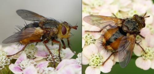 Réf. 155 214 : Tachina fera