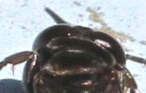 Tachysphex sp.