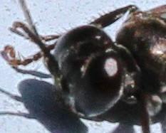 Tachysphex sp.