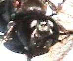 Tachysphex sp.