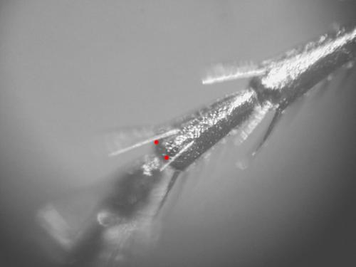 Réf. 155 865 : Agonum fuliginosum