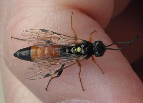 Réf. 155 910 : Tenthredopsis scutellaris