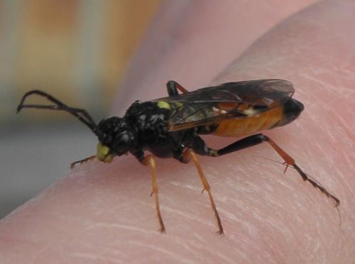 Réf. 155 911 : Tenthredopsis scutellaris