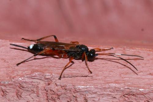 Cryptinae