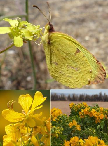 Réf. 155 774 : Eurema deva chilensis
