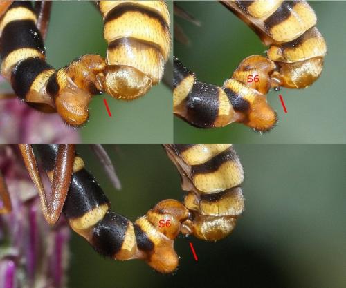 Conops quadrifasciatus