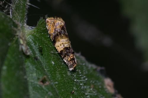 Réf. 155 606 : Celypha aurofasciana