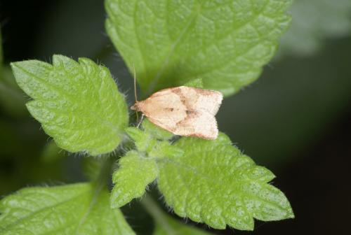 Clepsis consimilana