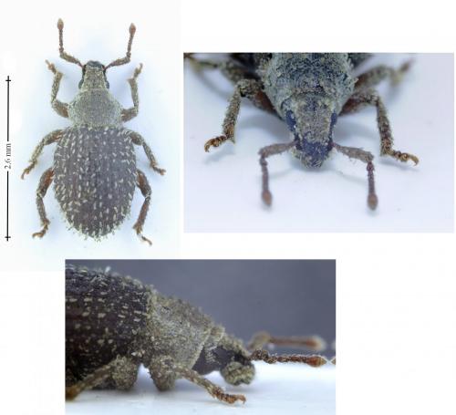 Réf. 155 757 : Cathormiocerus aristatus