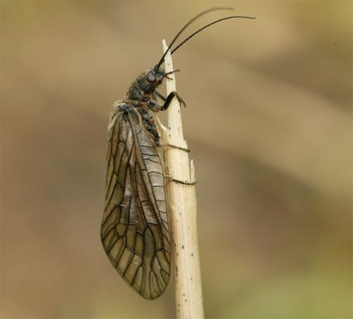 Sialis sp.