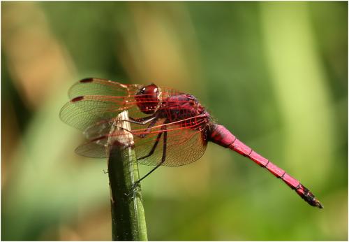 Réf. 155 720 : Trithemis annulata