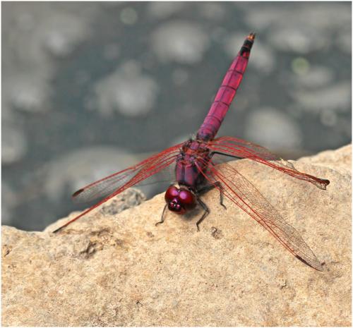 Trithemis annulata