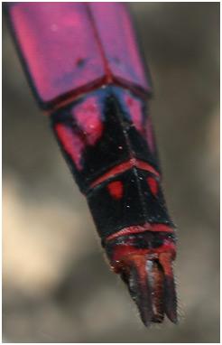 Trithemis annulata