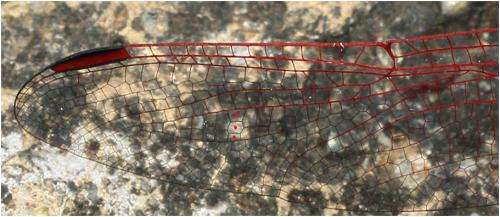 Réf. 155 726 : Trithemis annulata