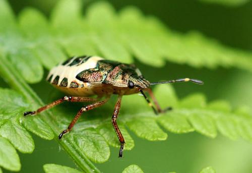 Troilus luridus