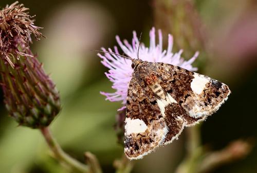 Tyta luctuosa