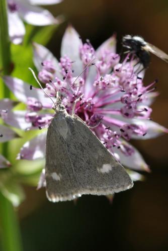 Réf. 155 651 : Udea alpinalis
