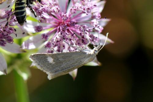 Réf. 155 683 : Udea alpinalis