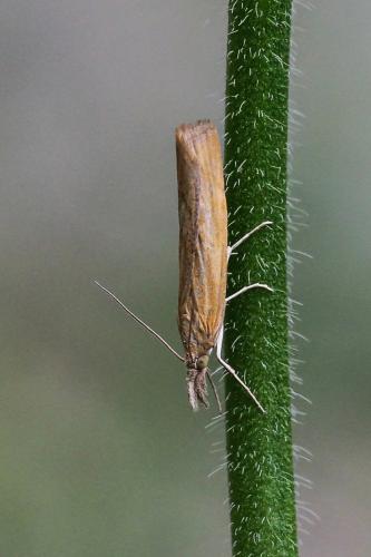 Réf. 155 254 : Pediasia luteella