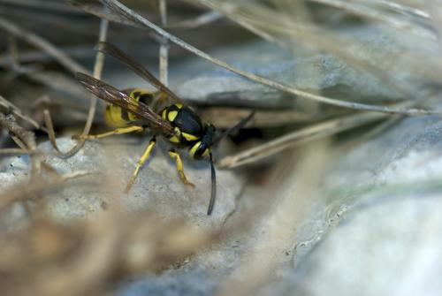 Vespula germanica