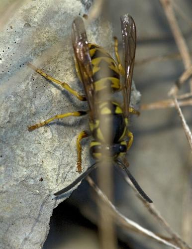 Vespula germanica